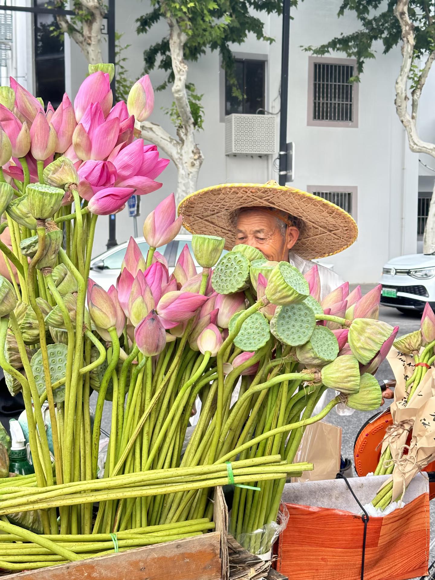 生活手记 荷花不知道自己就是夏天，夏天限定的粉色美好太治愈了 