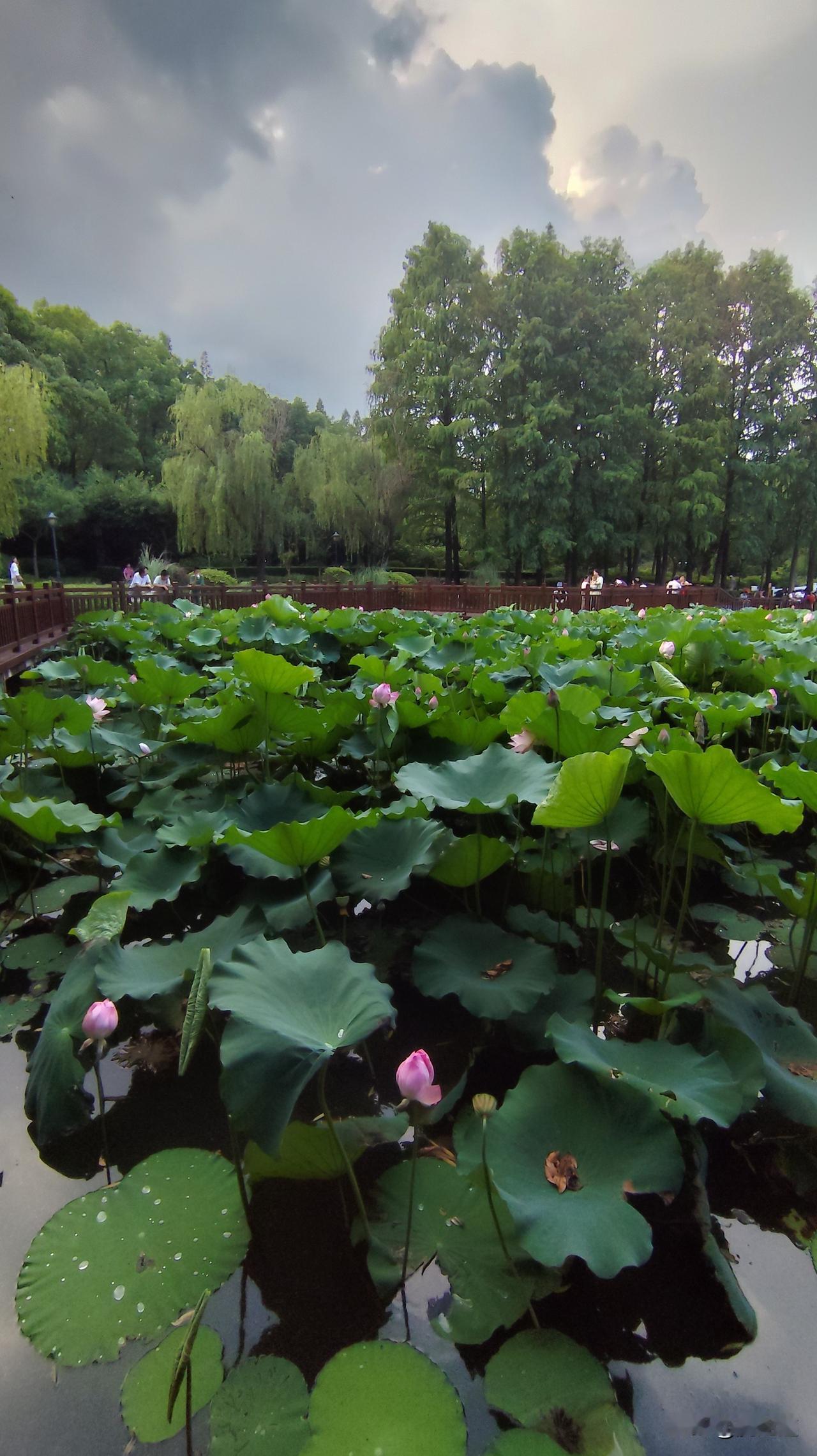 上联：年年老舍迎秋雨，求下联岁岁茅盾送春风