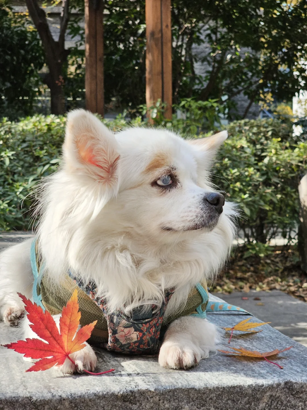 偶遇绝美秋叶，秋日浪漫不期而遇🍂