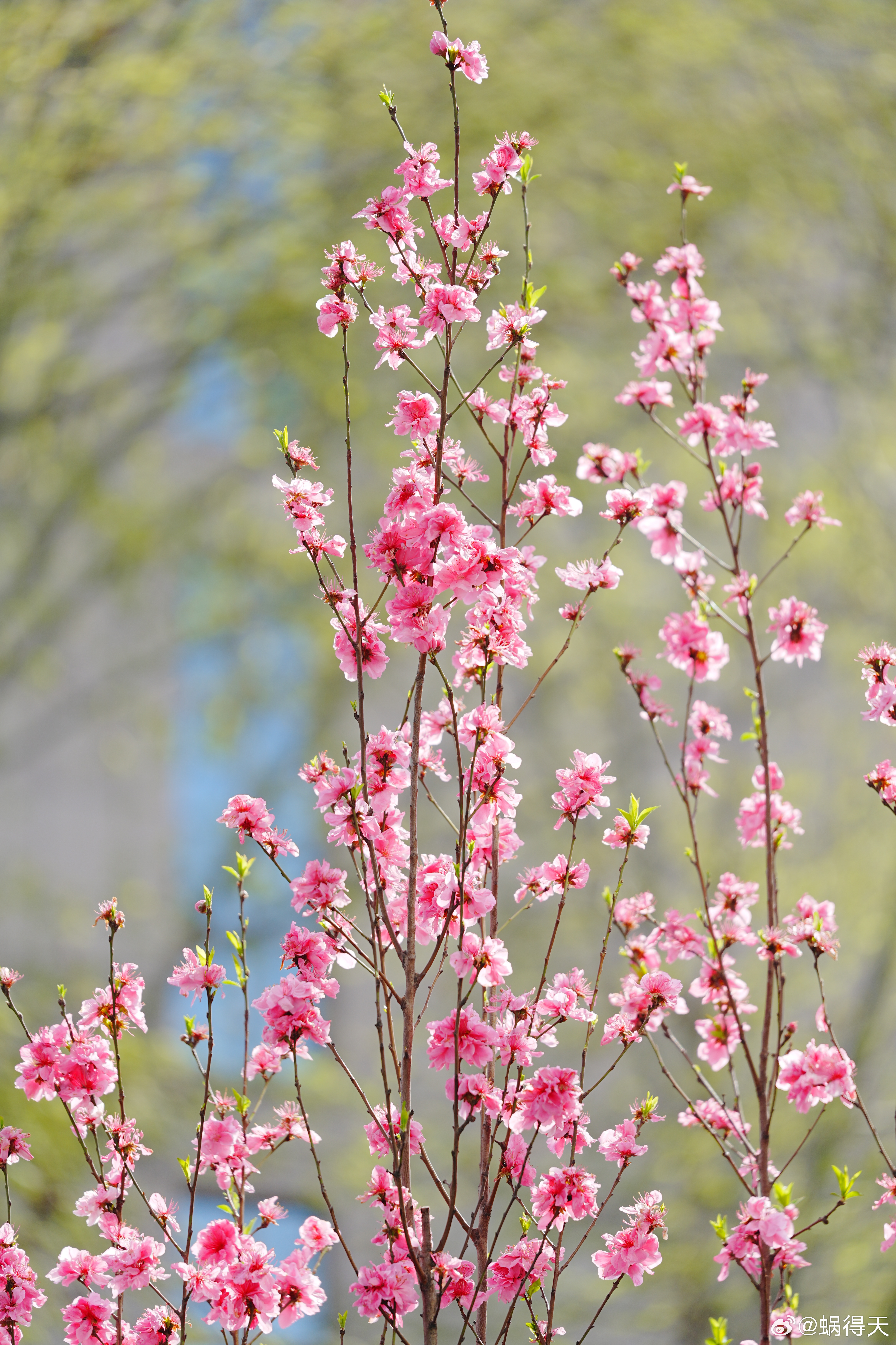桃花也落幕了，碧桃当做行道树倒是常见，乱入的白桃确实少见。蜗的摄影日记 桃花