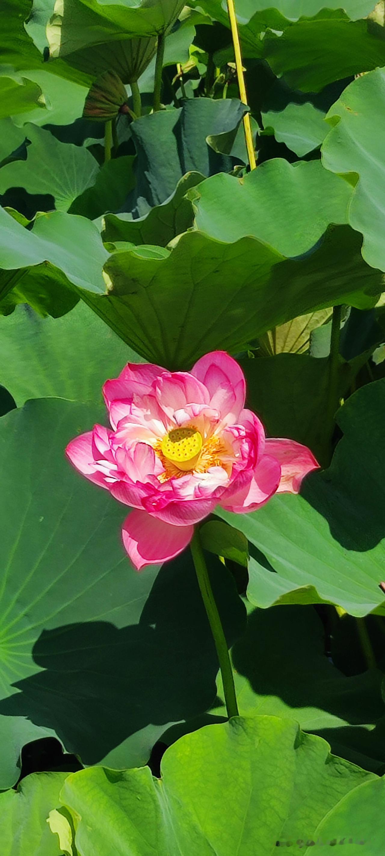 从六月念叨到七月，今天终于去了一趟藕遇公园。
赶在超级台风前去赏荷，非常热的下午