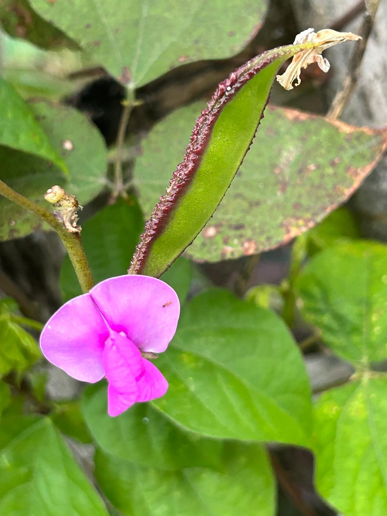 这是啥豆呢#野生植物随手拍# #这花叫啥#