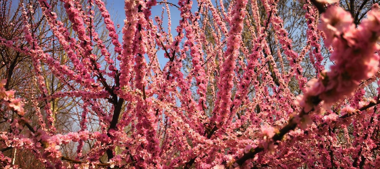 风掠过枝桠时，把整树的粉红都揉进了春光里。一簇簇嫣红垂落，像谁把春日的心事，密密