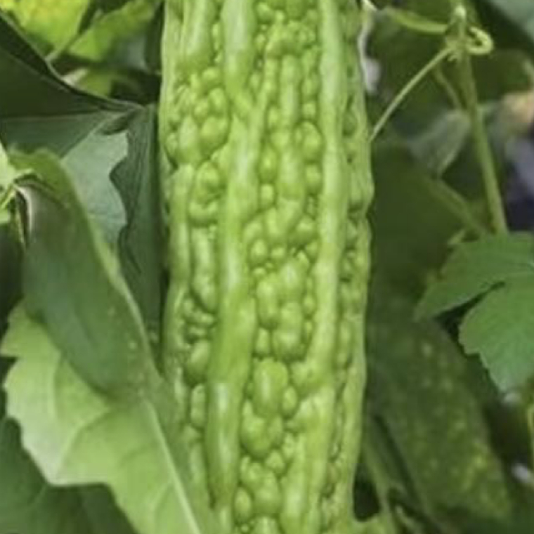 0000sorry我担就这么争气 苦瓜种植方法：一、选种与催芽：选择饱满、无病虫