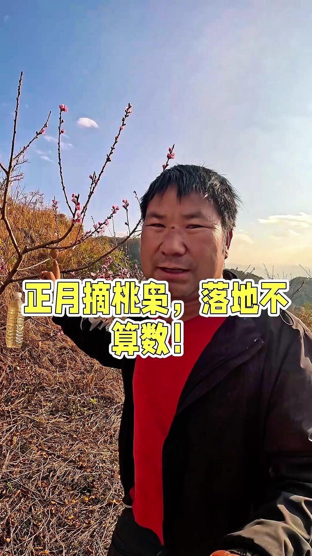 正月摘桃枭讲究真不少！📌

1️⃣桃胶辨别：
经过寒冬挂在树上不掉落的才算，落
