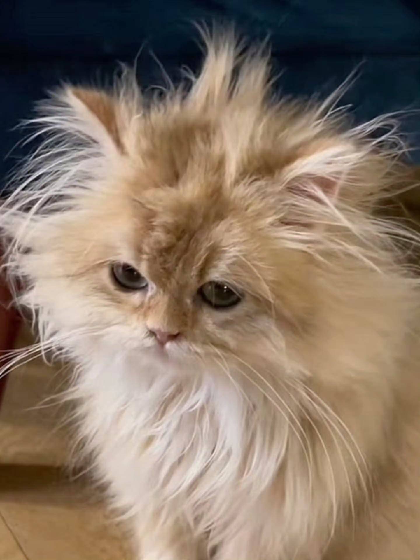 我想给这只猫全世界🫳🏻🫳🏻🫳🏻 ​​​
