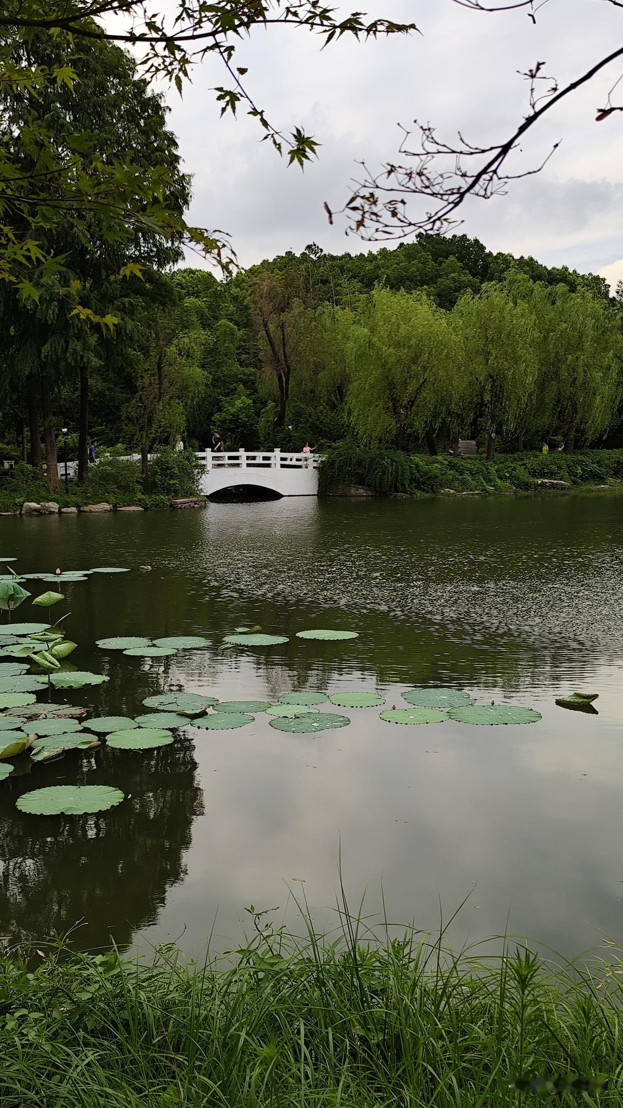 分享你随手拍的风景寂静园林度凉夏