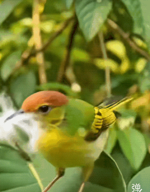 在海南见过这样的，第一次看见太惊呀！[大笑]