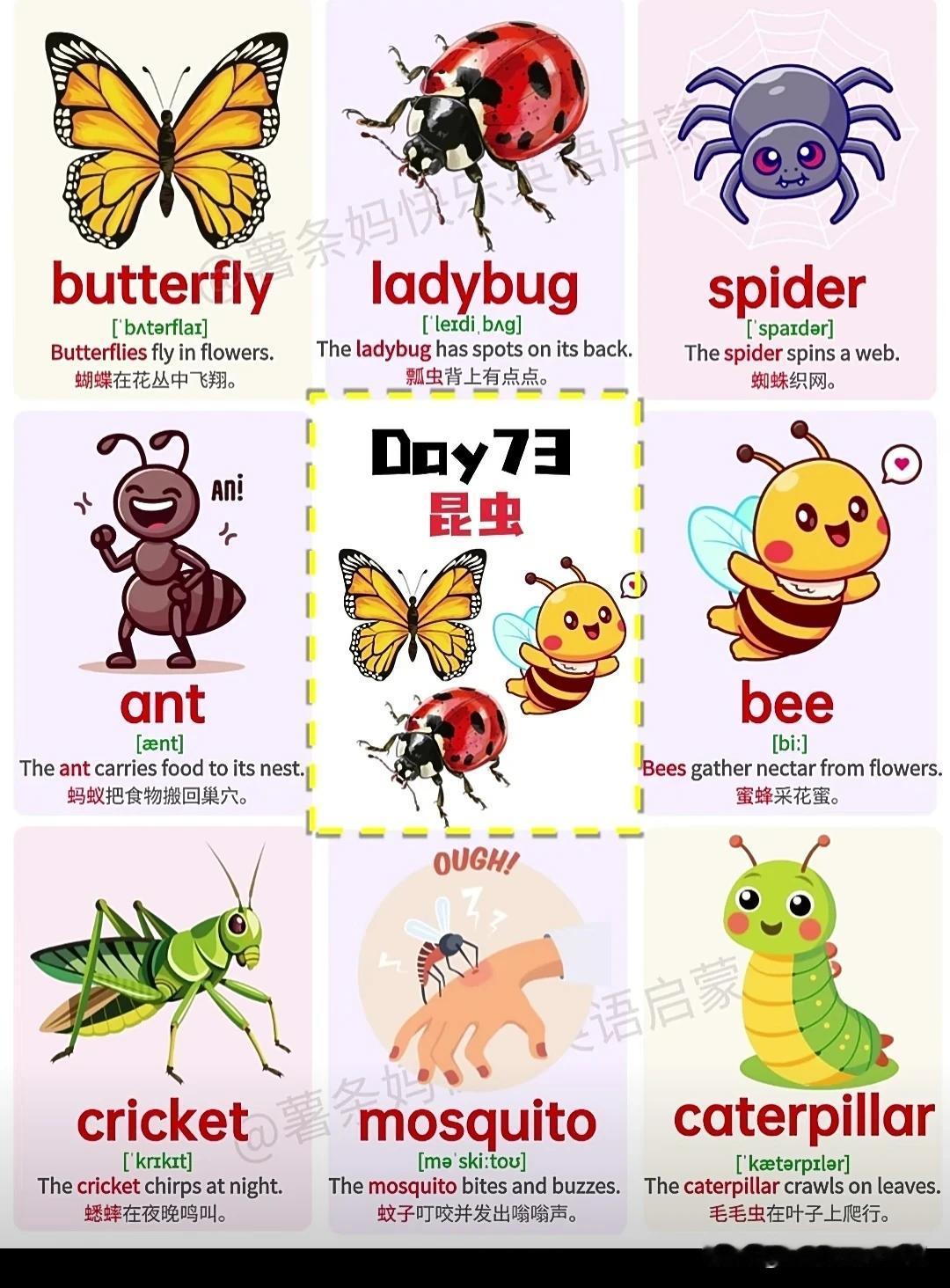 跟“昆虫”有关的英语词汇