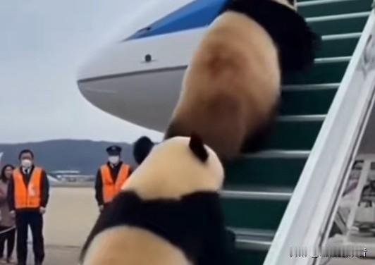 “熊猫外交”对改善中日关系有一定作用。日本民众超爱大熊猫，像“晓晓”和“蕾蕾”离