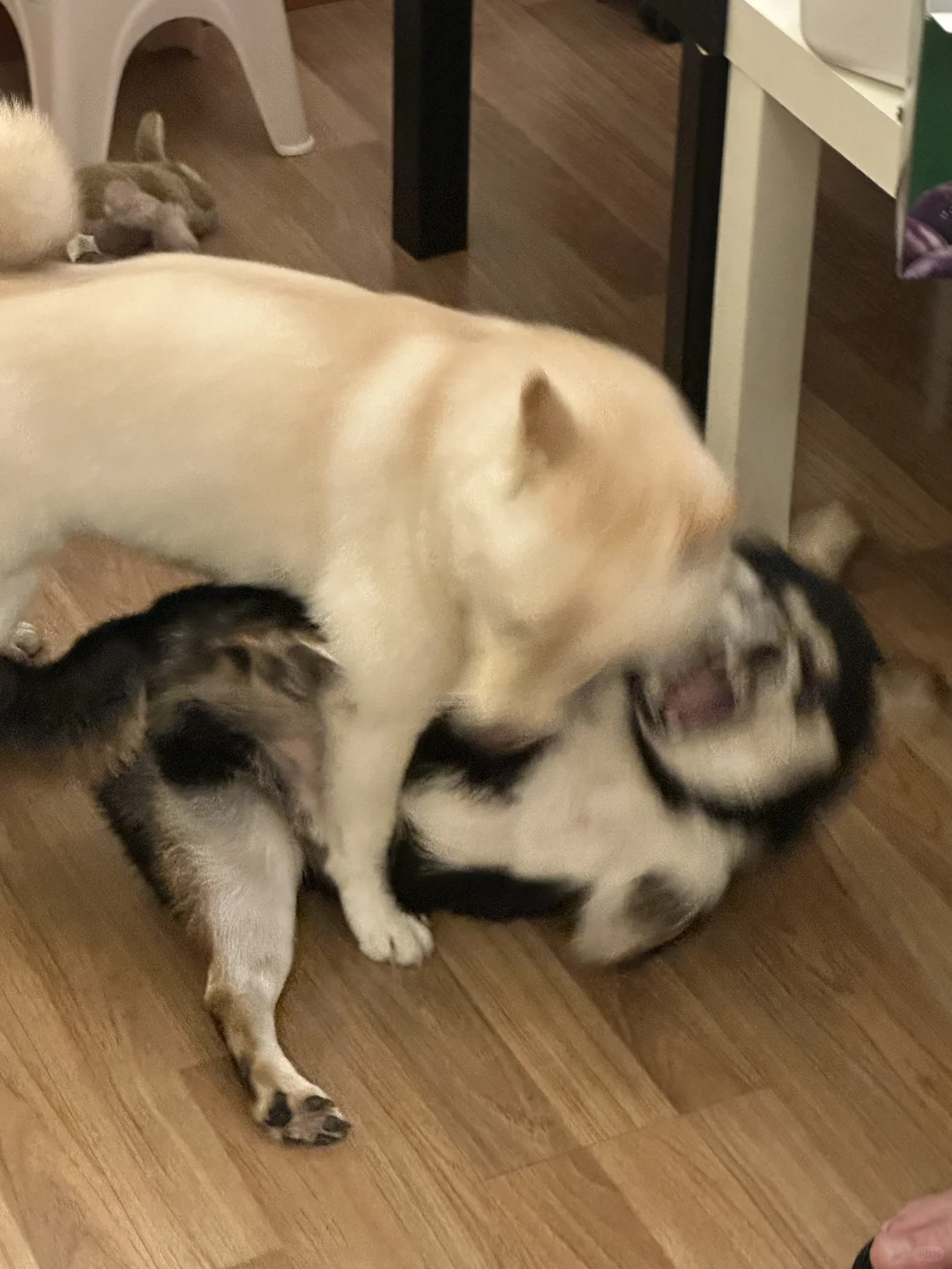 《进击的姐姐》