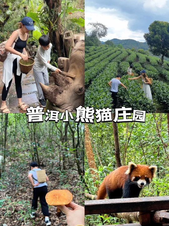 带娃去过普洱小熊猫庄园的人嘴太严了！！