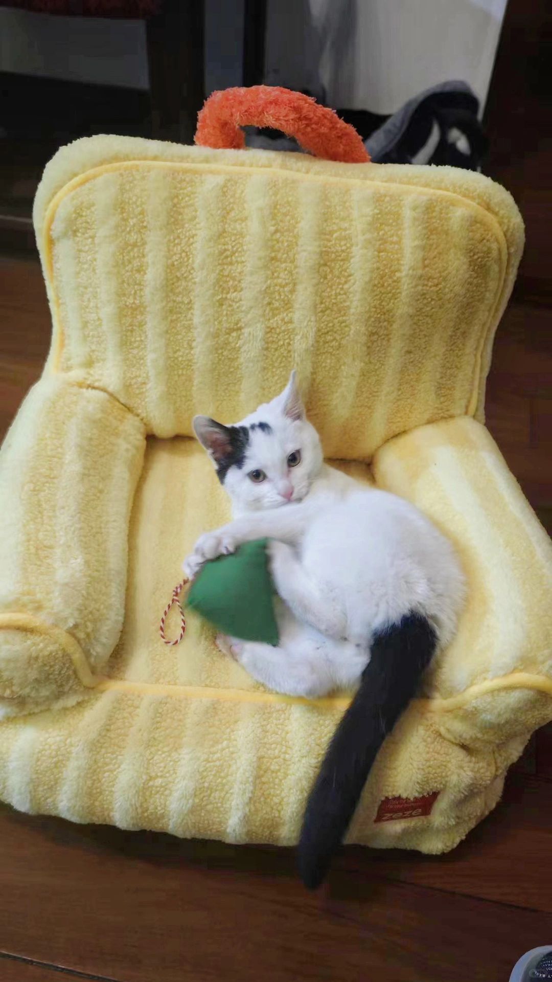 有一说一不要捡猫，不然你就停不下来了