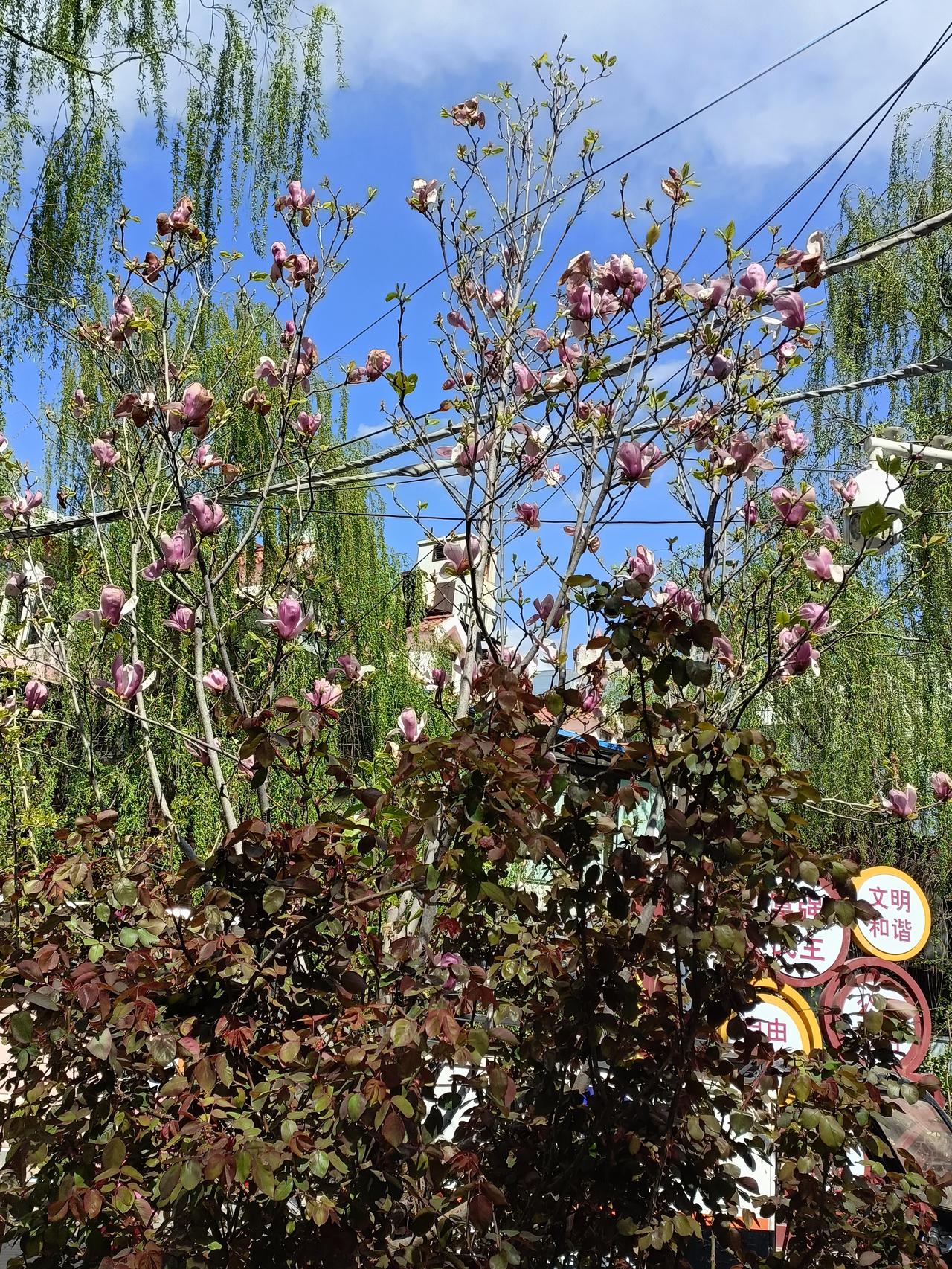 晒图笔记大赛清明时节，各种树木的鲜花已盛开
