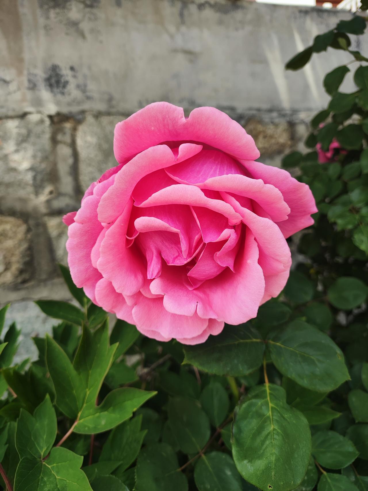 沂源溶洞农家乐周围的花花草草沂源玩 沂源风景线 沂源游玩攻略 沂源街角风景 沂源