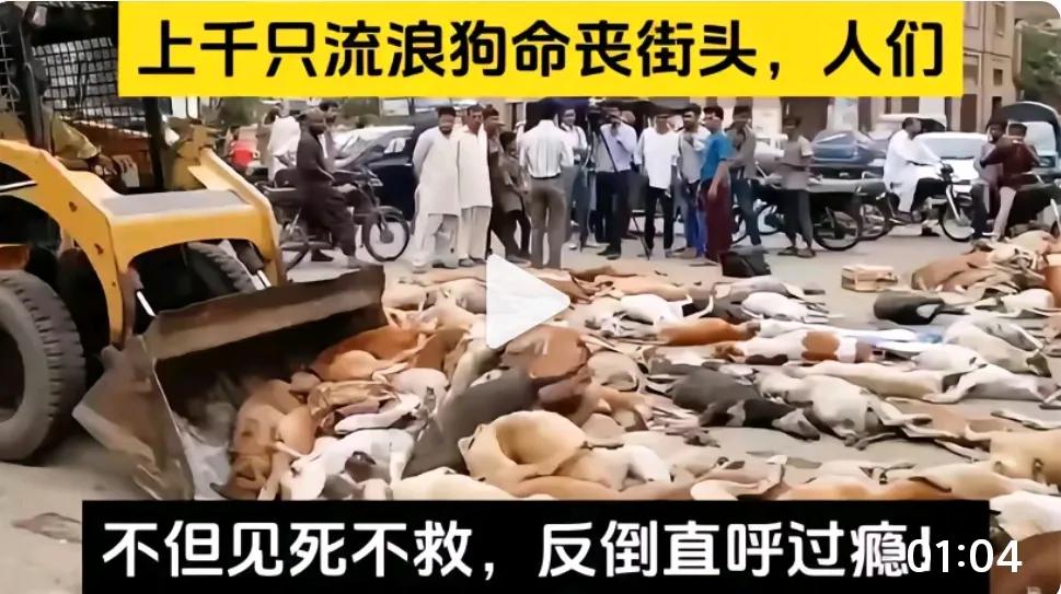 狗患目前已成城市社会矛盾焦点，急待国家或地方政府官员制定政策应对方案。否则，矛盾