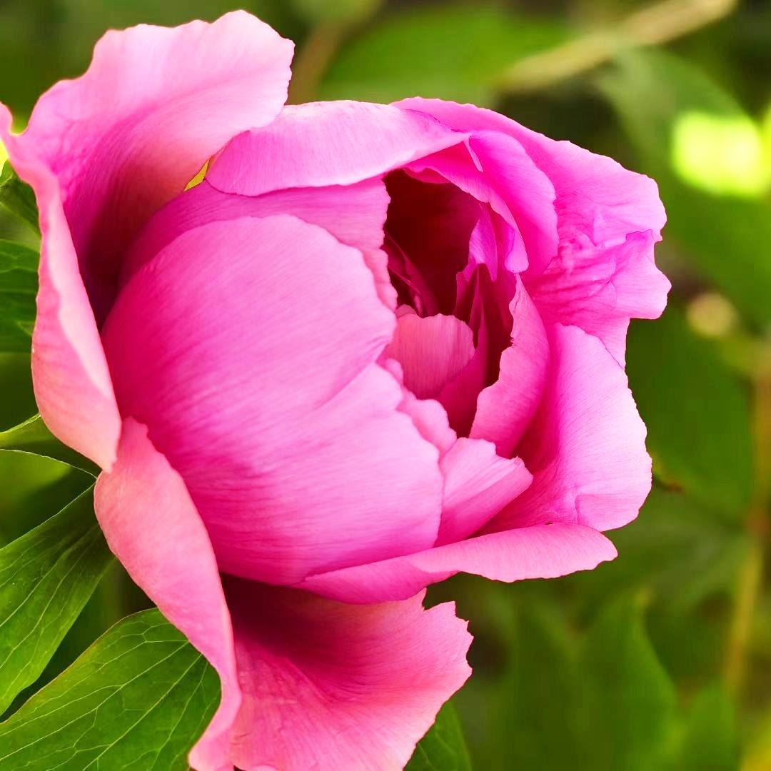 早起的第一件事就是点眼药。5点17分开始，先是点了一天4次的“百力特”滴眼液。