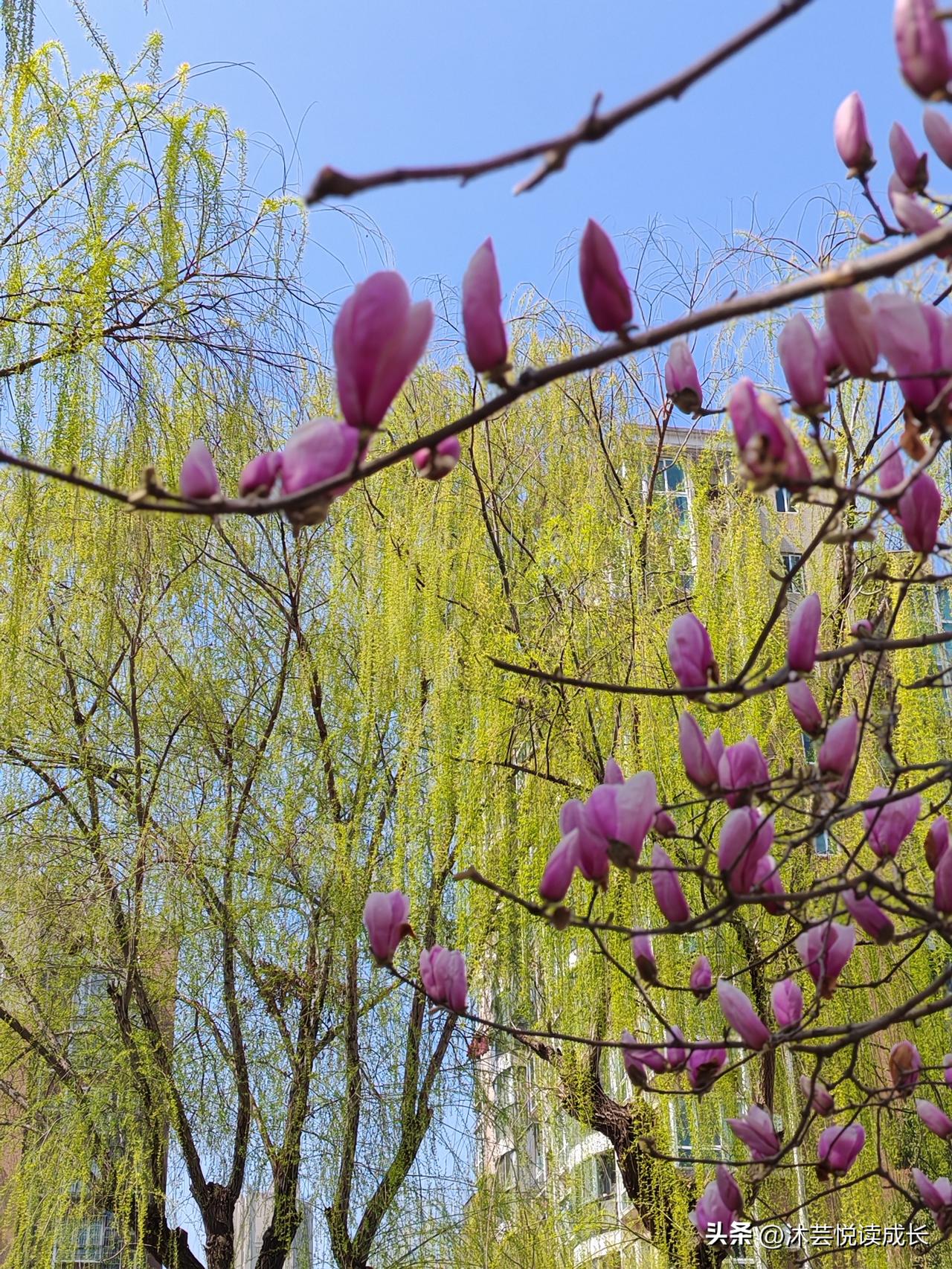 出门取个快递，直接被春天“堵”在了楼下！
 
姐妹们，你们有没有发现？退休以后，