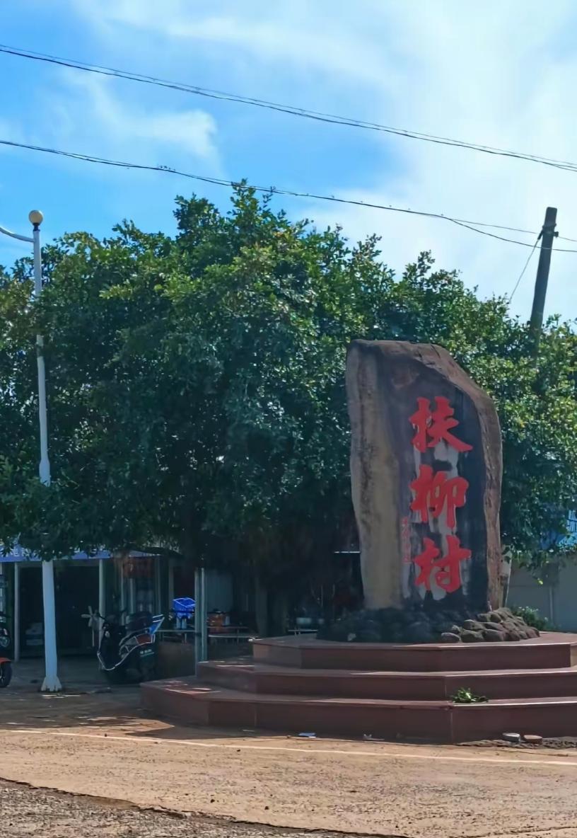 打卡雷州省级红色绿美村：扶柳茶园忆抗战，南田红树林读清官故事


2026年6月