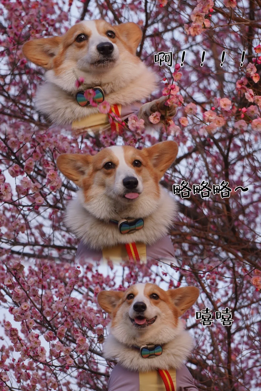 小狗一秒八个表情哈哈哈哈