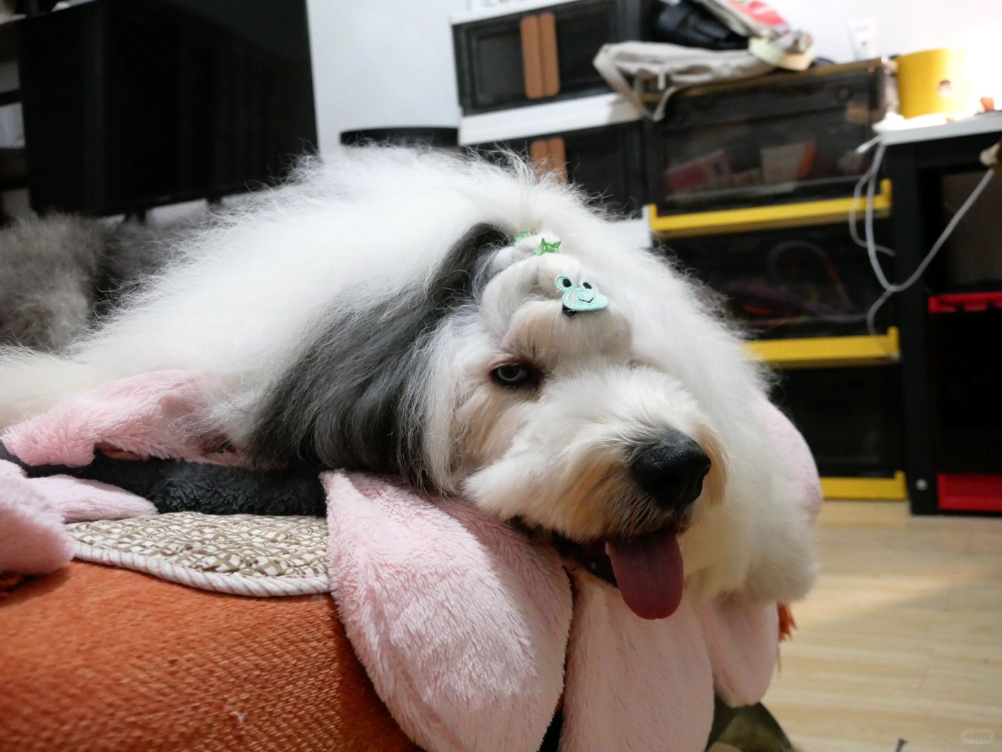 给相机📷入了新镜头，忍不住各种拍拍拍