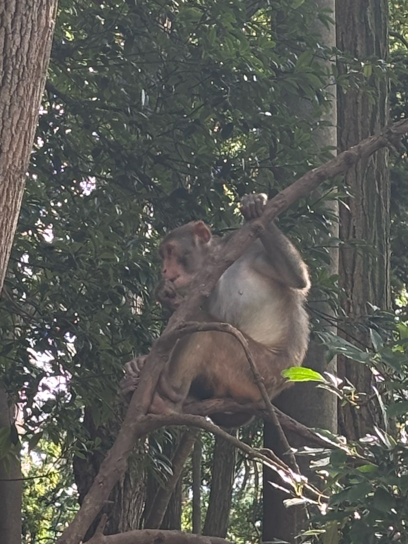 今日看🐒 