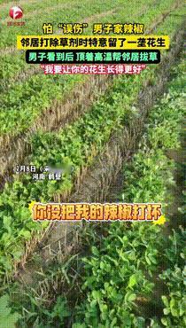 河南一男子在干农活时惊呆了，原来邻居怕除草剂误伤他种的辣椒，特意留了一垄花生，可