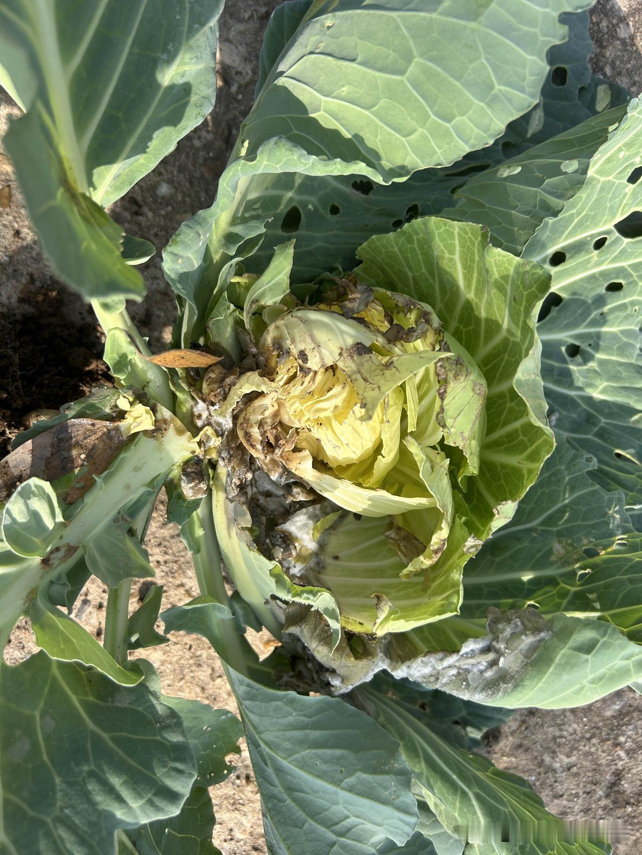 真的是气死我了！我种的卷心菜怎么会心烂了？
早上起床第一件事就是来看我的菜园，发