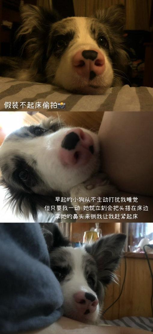 王勉父亲笔下的小狗Cookie日常相伴的琐碎小事被细致描摹，人与宠物之间纯粹治愈
