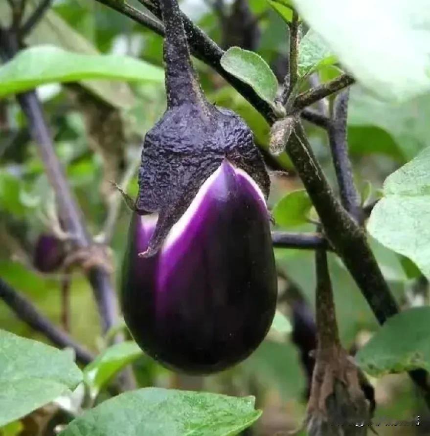 真是旱的旱死，涝的涝死。

广西下了差不多三四个月的雨了，每天都下雨，种的空心菜