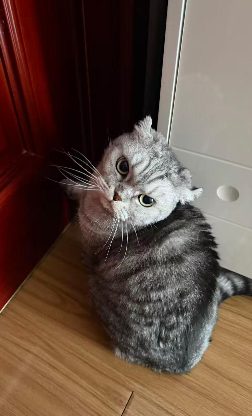 【原创】可爱的猫咪，在我家生活了十儿年了，带给我们全家欢乐和幸福，全家人都把它当