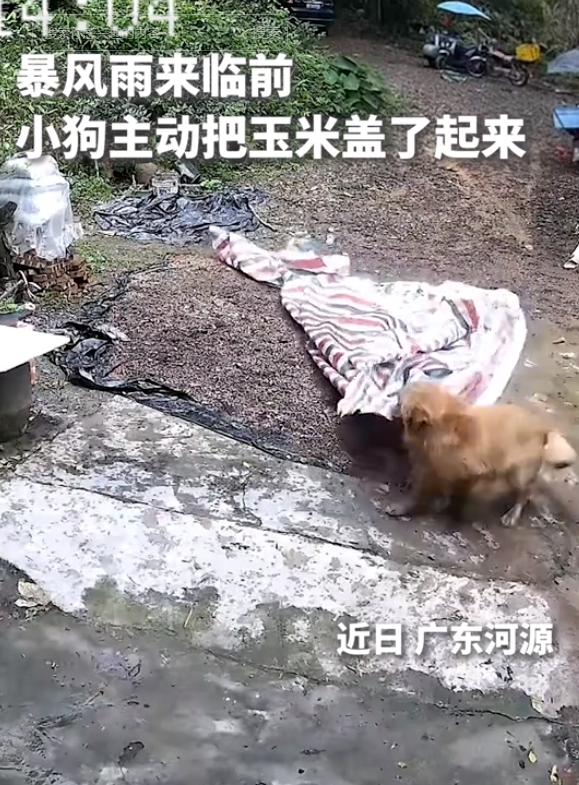 广东，一男子家中院子里晾晒着玉米，可家里无人之际，天空突然阴沉了下来，男子和妻子