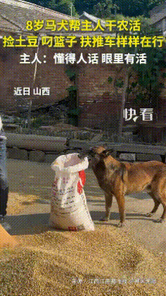 山西，一8岁马犬帮主人干农活，捡土豆、叼篮子、扶推车样样在行，很多技能都融入生活