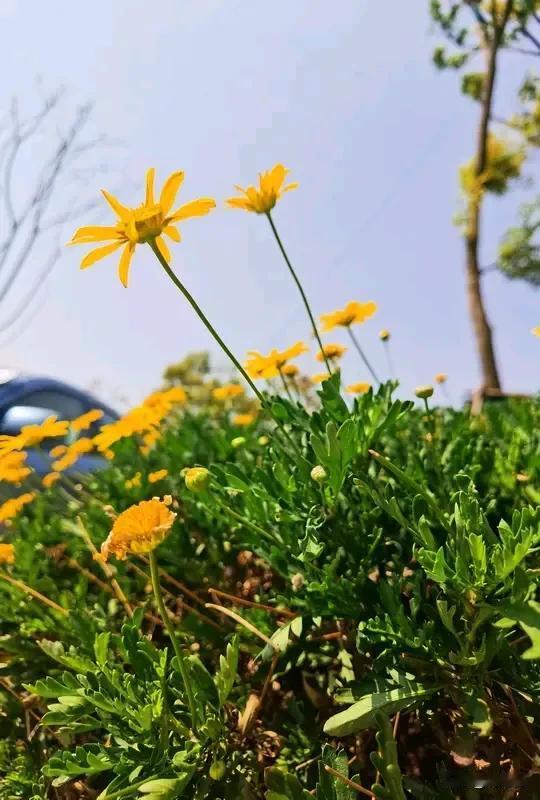 在日华人亲历地震：雪天穿秋裤跑下楼 在日华人亲历地震：雪天穿秋裤跑下楼
12月8