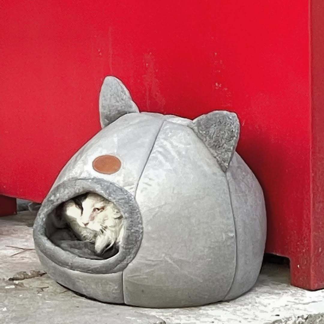 惆怅的枫叶 