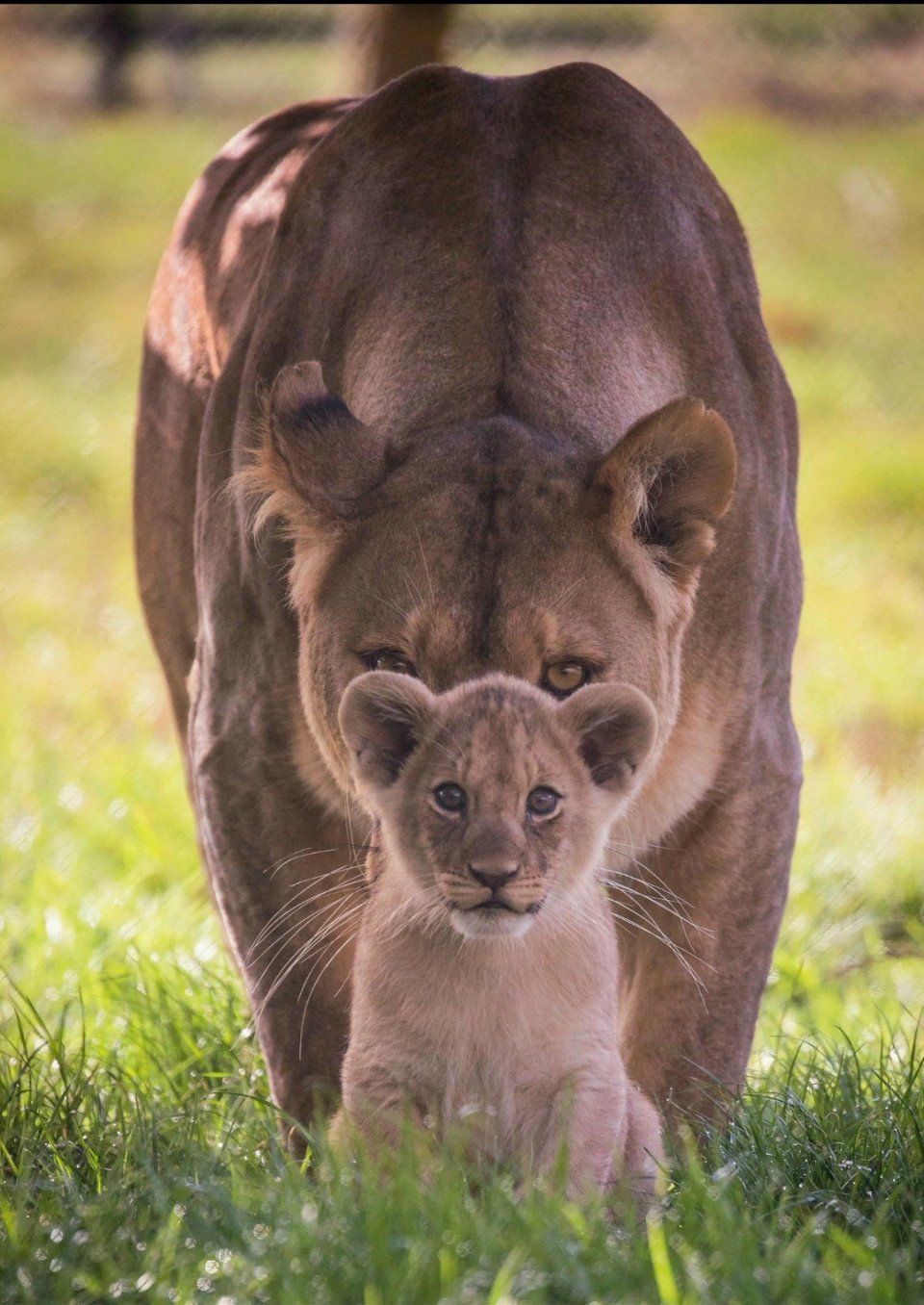看到那个rs我想到了这张图，代指的是阅历哈，无关其他，我们宝梓在这个娱乐圈还是一