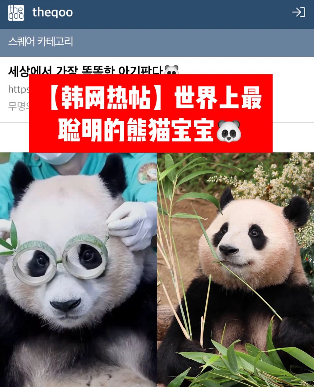 🔥韩网热帖｜世界上最聪明的熊猫宝宝🐼