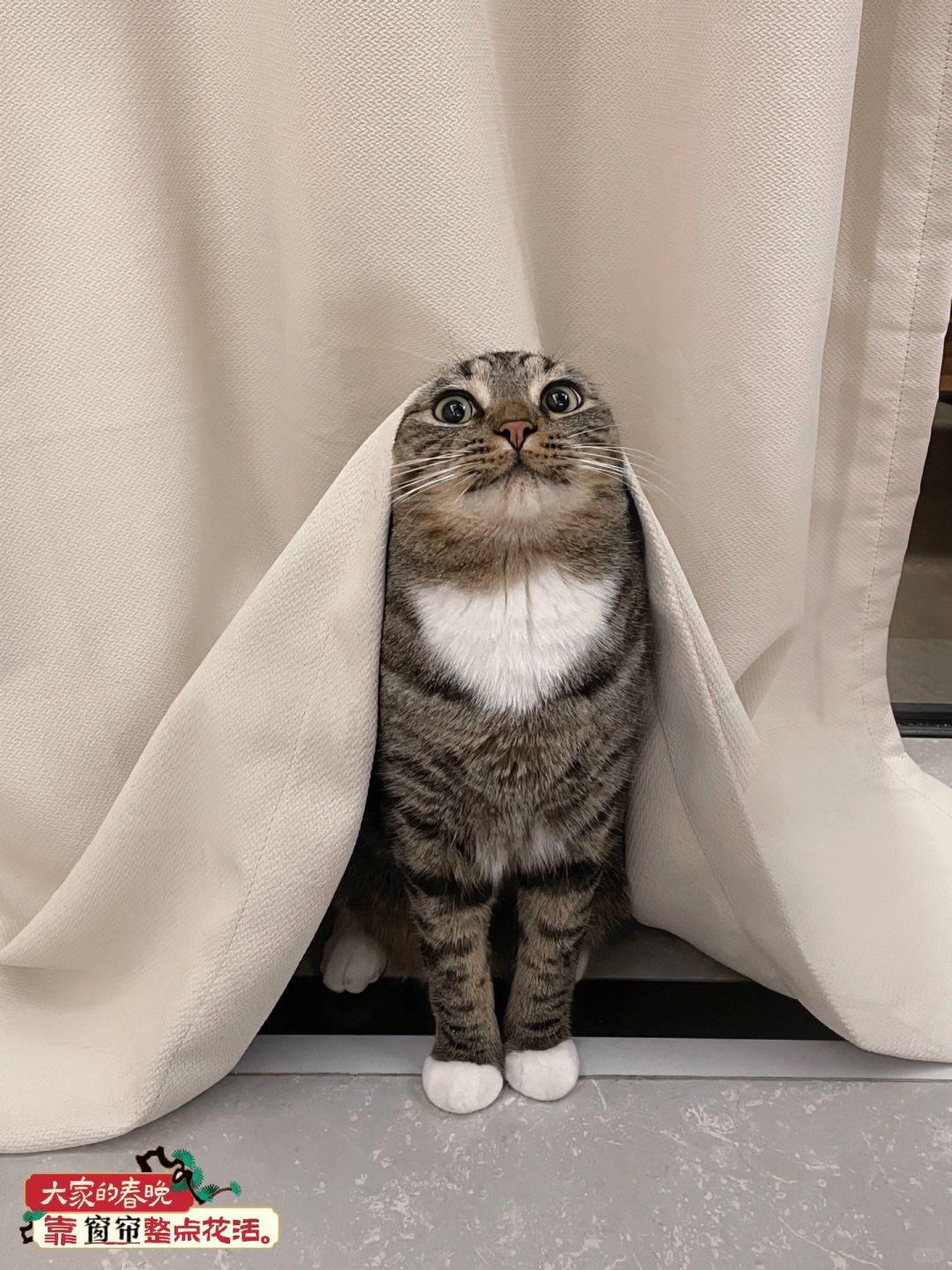 猫猫失去双耳，主人不离不弃！🥹