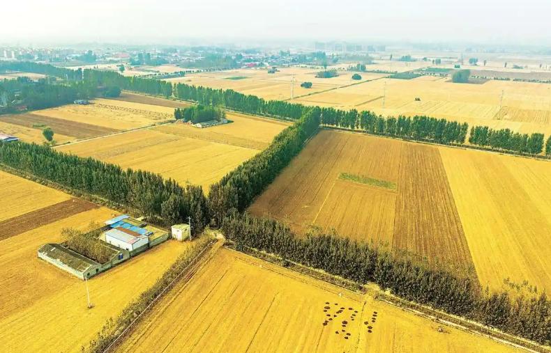 三只“灰犀牛”袭来，全球要爆发粮食危机？

【网易新闻】粮食危机是指因粮食供应严