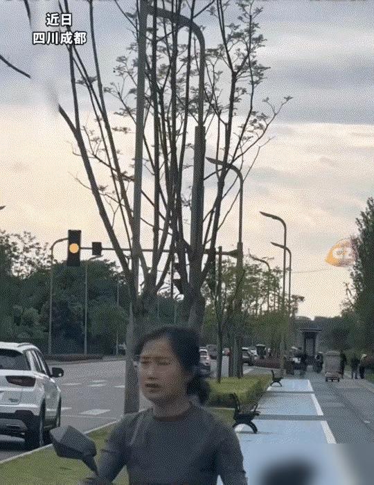 震惊了！成都，鹦鹉被主人带出去玩了，放飞自由的鹦鹉不想回家了，万万没想到，当听到