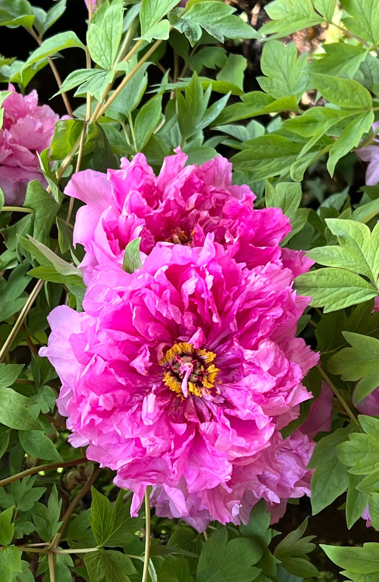 【原创】北京中山公园—温室中的花朵，娇美耀眼、靓丽迷人.