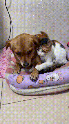 谁能体会狗子的无奈啊😂 家里这只橘花猫简直粘人精本精！
 
狗子满心欢喜等着出