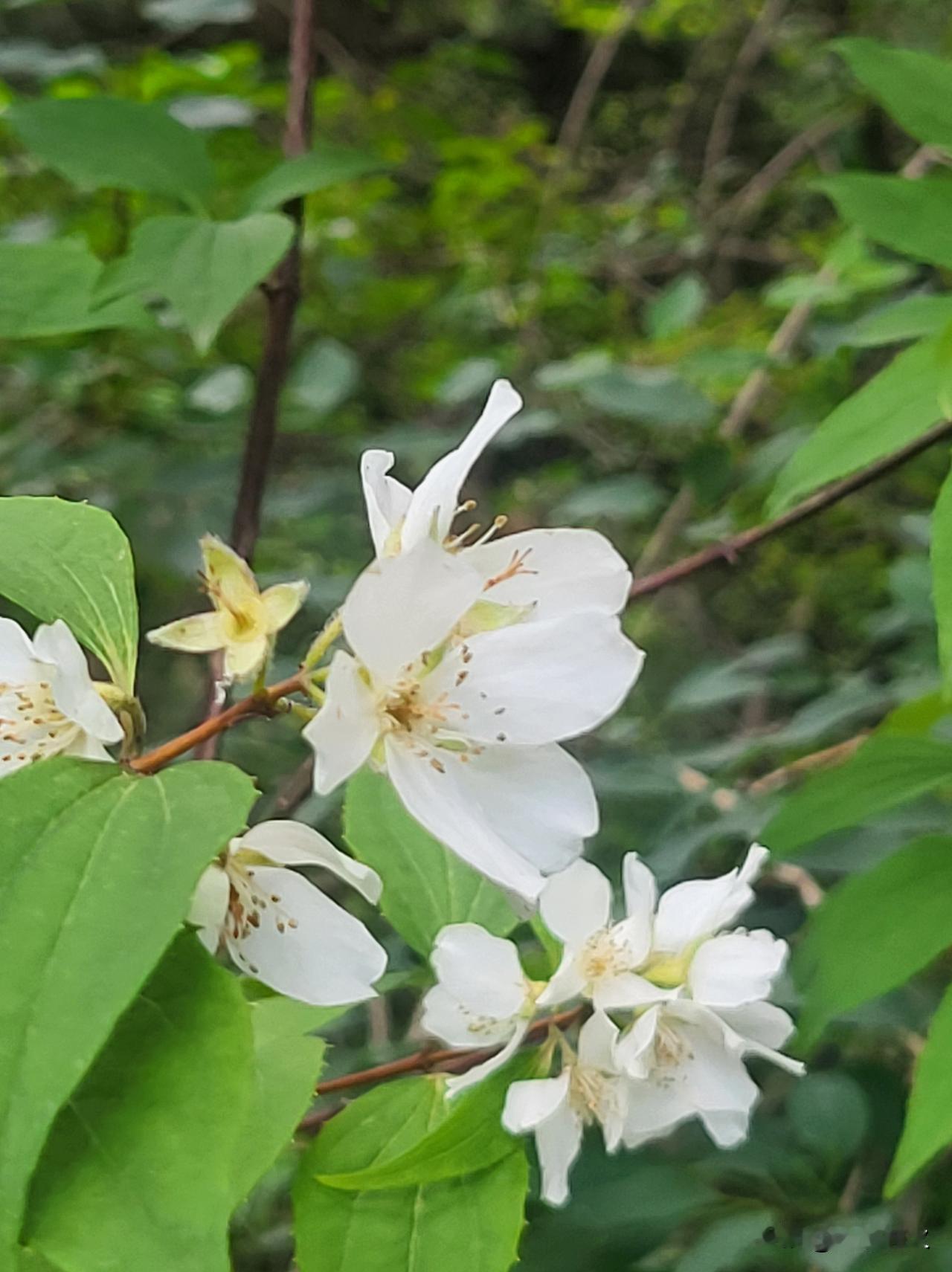 春日里的白色花朵，清新自然，生机勃勃。