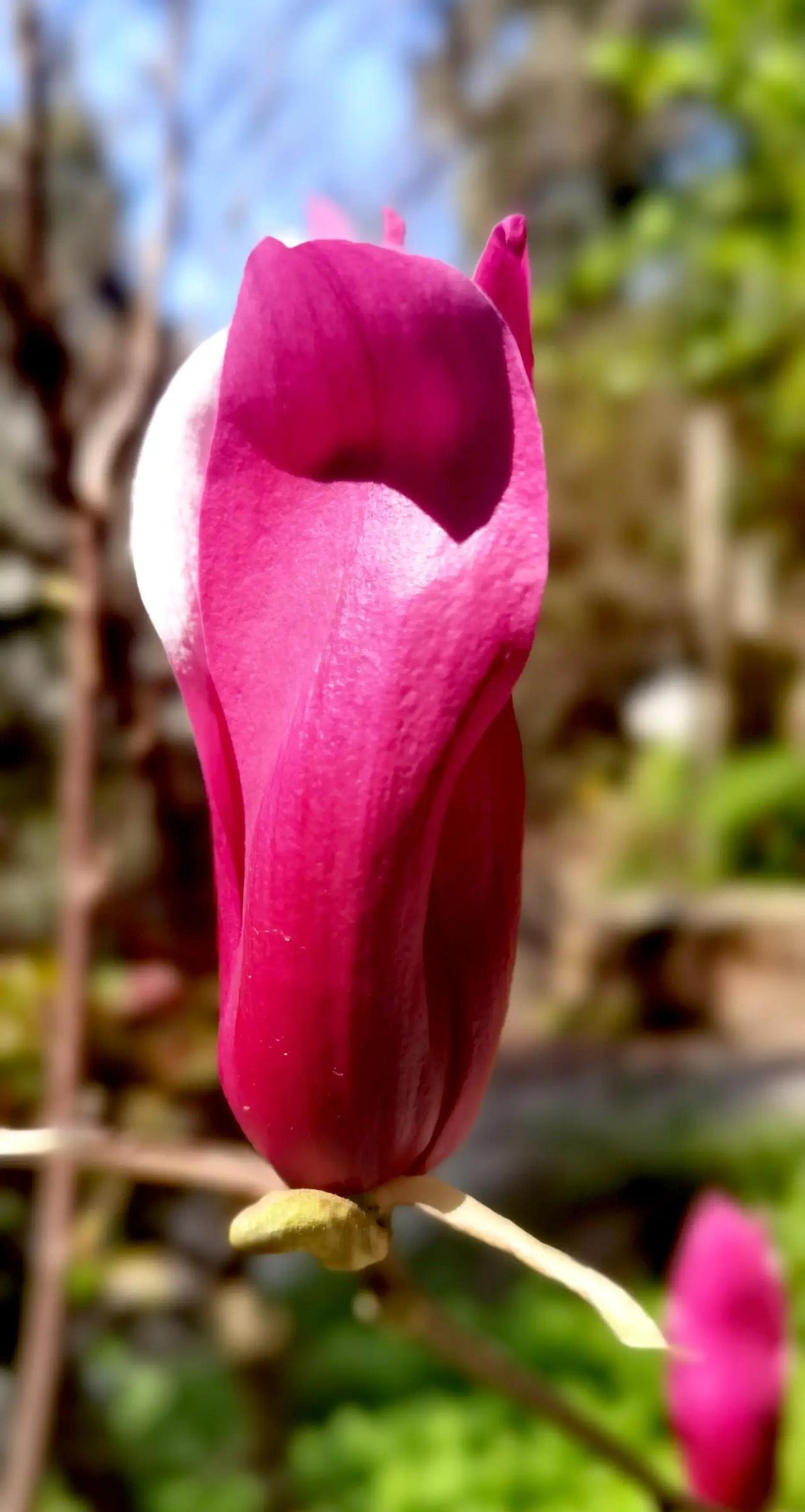 这首诗写的是花苞在春风里悄然含蓄，独自沐浴阳光就自然红艳，不靠繁密枝叶陪衬，内在