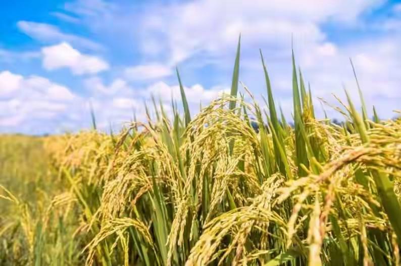 田里玉米小麦一望无边，老辈人种的庄稼不见了，它们到底去哪了。

我家门口那块地，