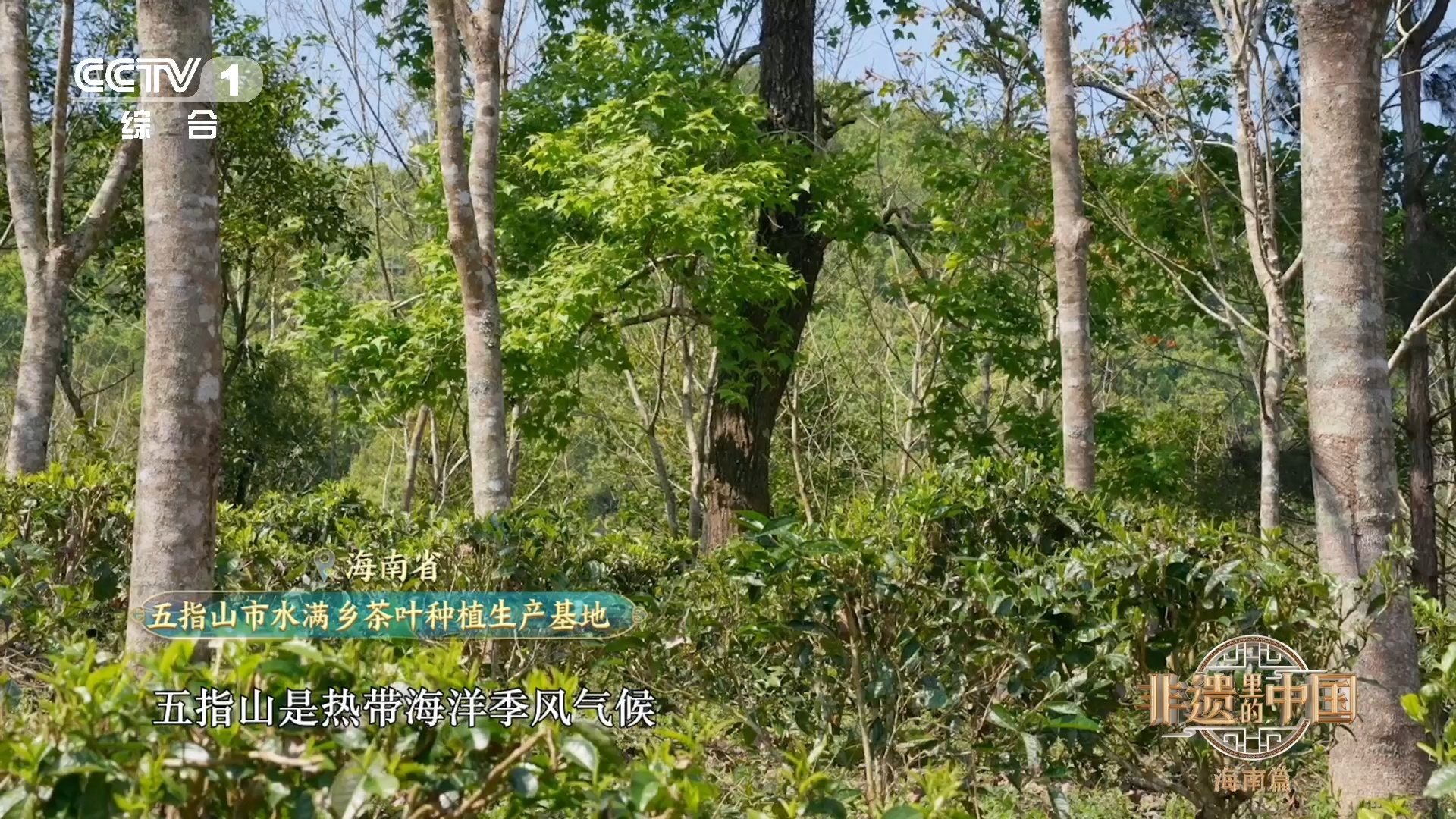 海南有一种生活方式叫喝老爸茶这里，老爸茶是生活的缩影。渔民们上午在海边忙碌，下午