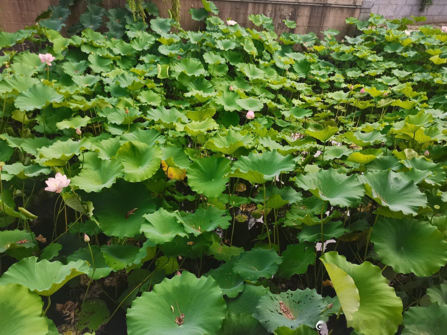 白天的前门，大栅栏，什刹海，有阿姨们敲鼓，有海边划船，有小伙钓鱼🎣，有荷花相伴