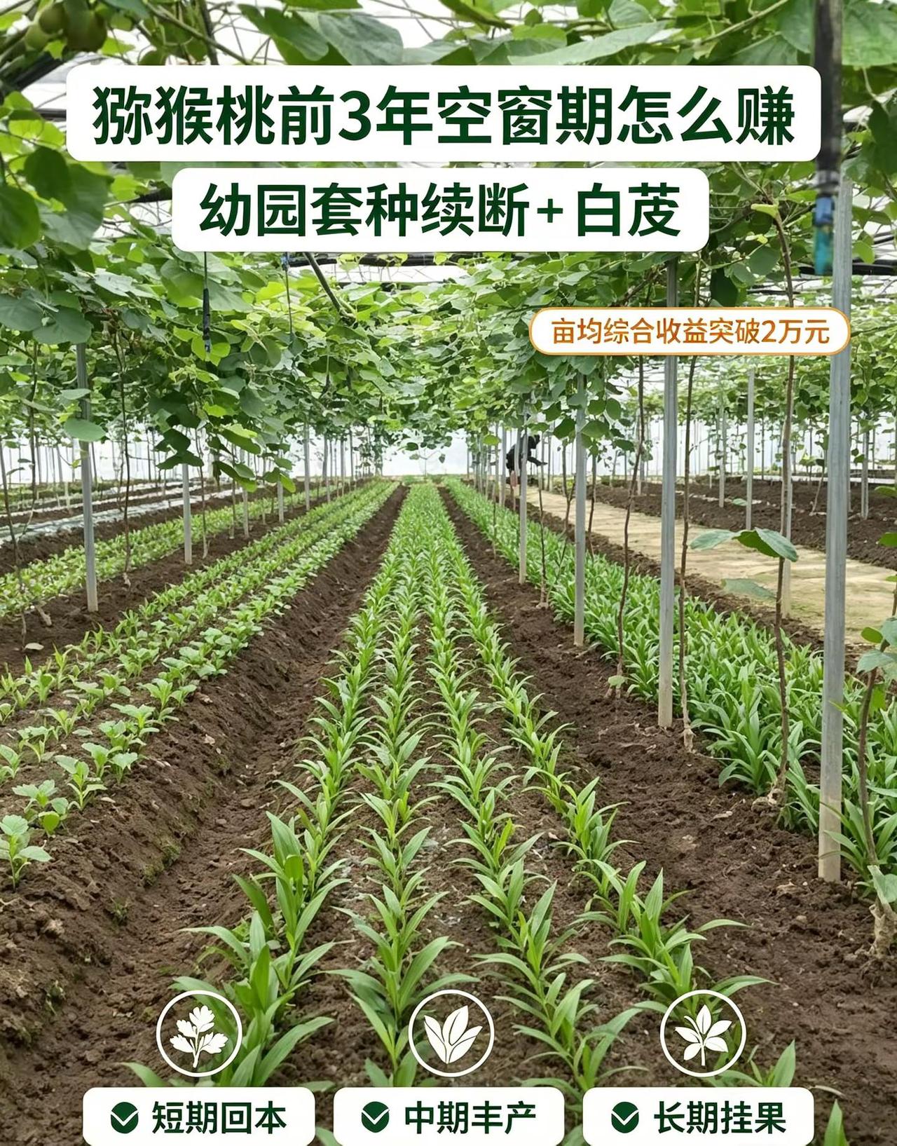 猕猴桃前3年零收入？这种模式亩入2w+。热点 猕猴桃 白芨 断续