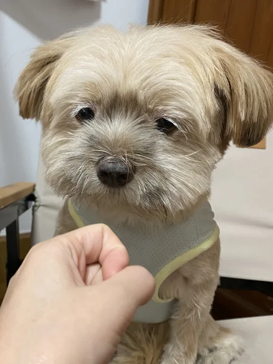 福：我的母语是无语