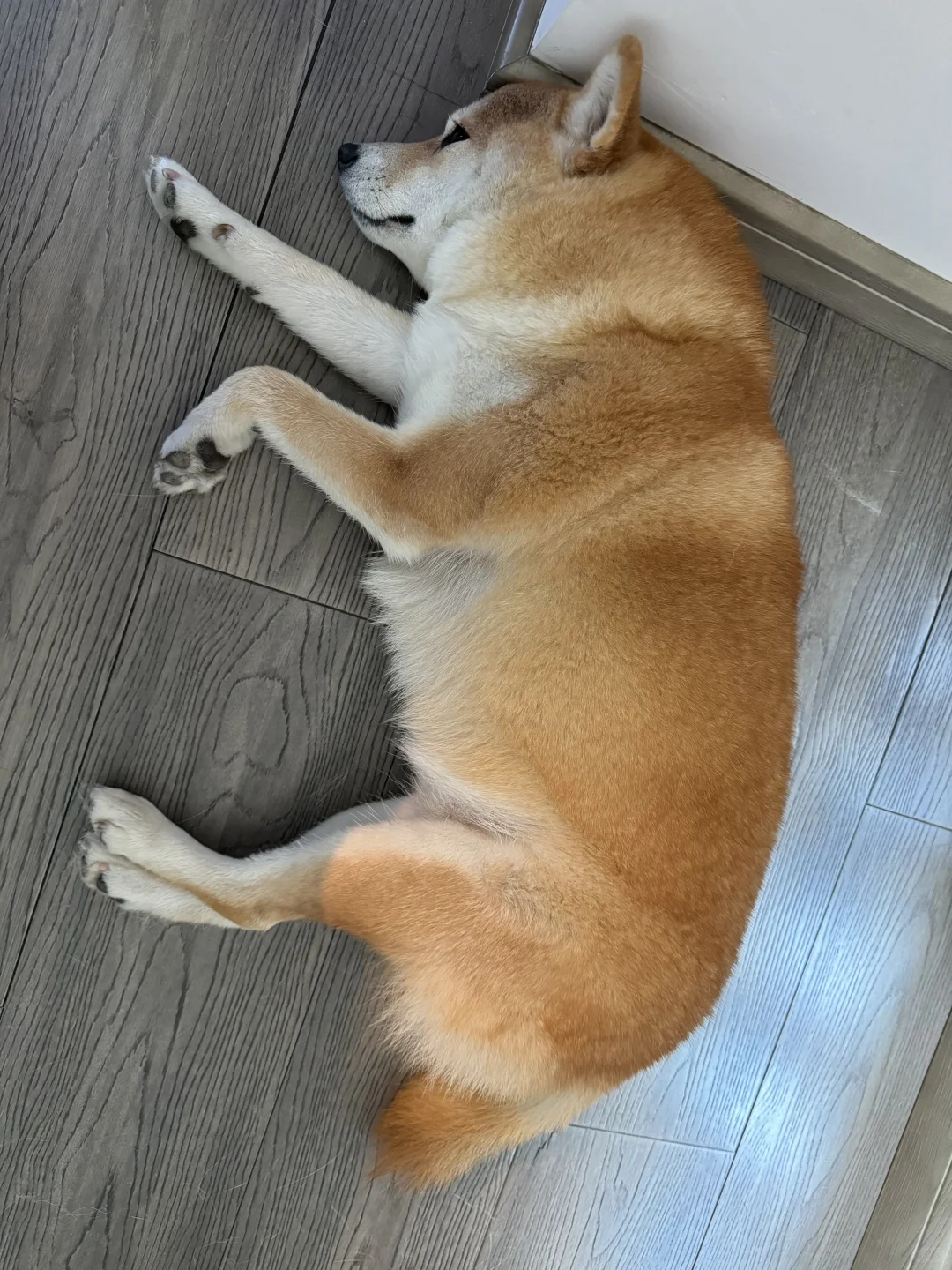 有人想吃吐司🍞吗